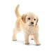 16395 Schleich Golden Retriever Puppy